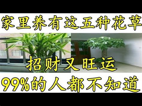 門口種蘆薈|大門口適合放什麼植物？風水師推薦發財樹、富貴竹、。